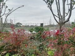 -上海长兴岛郊野公园