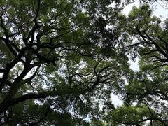 -荔湾湖公园