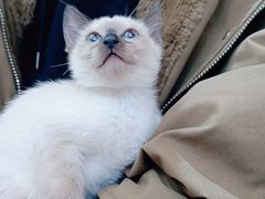 -唐小姐の猫狗洗护·购宠旗舰店(周浦万达店)