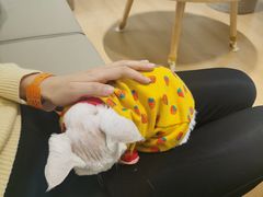 -猫腻·猫咖·撸猫馆(星光大道店)