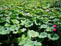 -上海市保健医疗中心(华东疗养院)