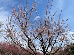 -花开海上生态园