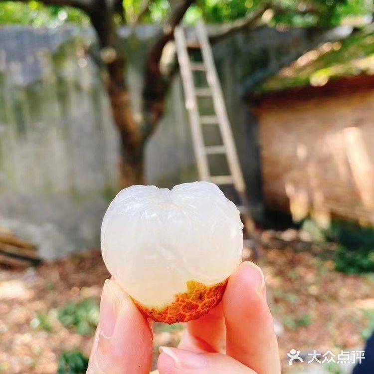 夏天必备甜品：荔枝果冻！