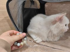 -芭比堂动物医院·CT·微创中心(新顺分院)