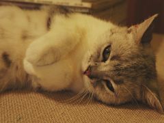 android_upload_pic-猫色咖啡·猫咖