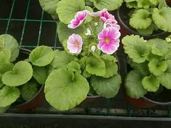 -三圣花乡旅游区