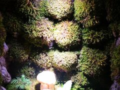 -野菌皇海景野生菌火锅(滨海大道店)