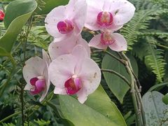 -国家植物园南园