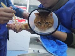 -伟伟宠物医院·CT影像中心·瑞派犬猫综合性门诊(汉口总院)
