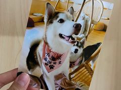 -Husky Go! 哈士奇体验馆·宠物咖啡厅狗咖