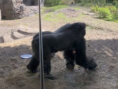 -奥兰多迪士尼动物王国乐园