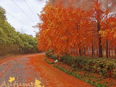 -上海海湾国家森林公园