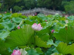 -无锡蠡湖国家湿地公园-蠡园