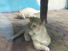 -大连森林动物园