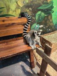 -Zoolung Zoolung动物主题公园(海信广场店)