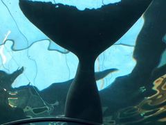-悉尼海洋生物水族馆