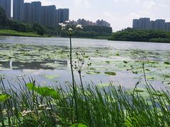 -丁香湖公园