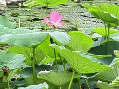 -燕郊植物园