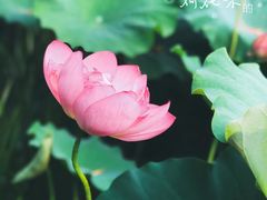 -陈家山荷花公园
