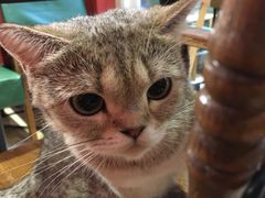 -猫色咖啡·猫咖