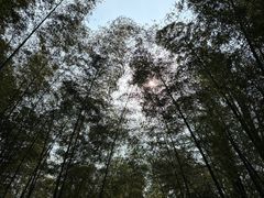 -大奇山国家森林公园