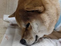 -北京观赏动物医院·24小时大型综合·猫专科·异宠专科