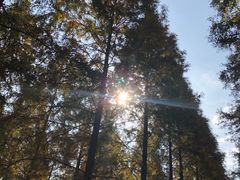 -黄海国家森林公园