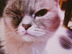 -猫色咖啡·猫咖