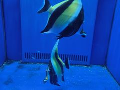 -石家庄海洋公园
