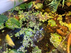 -甜心闲生传统手工冰粉(奎星楼店)