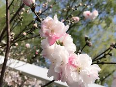 -南汇桃花村