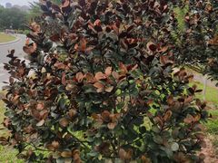 -东莞植物园