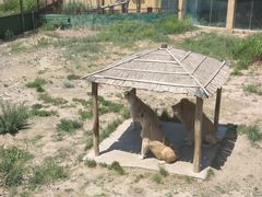 -新疆天山野生动物园