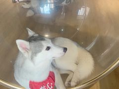 -Husky Go! 哈士奇体验馆·宠物咖啡厅狗咖