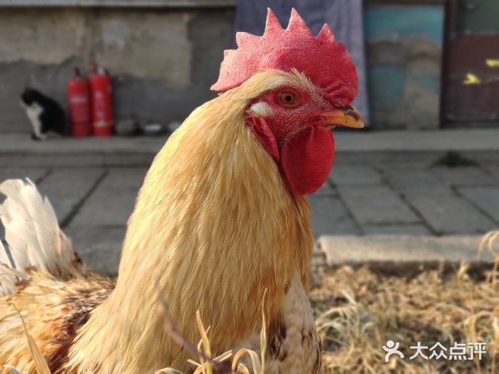 麦当劳(大栅栏店)图片