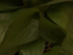 -耀莱SPA·搓澡·按摩养生(坭岗店)