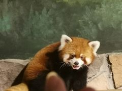 -绿色星球动物主题公园