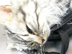 -纳吉亚猫专科动物医院博雅分院