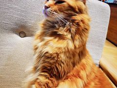 -藏猫猫咖啡主题馆(中央大道店)