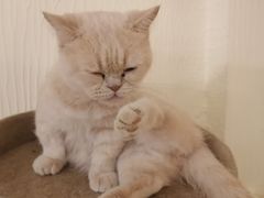 -猫小院猫主题餐厅(南锣旗舰店)