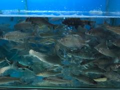 -老村长土菜馆(湖墅南路店)