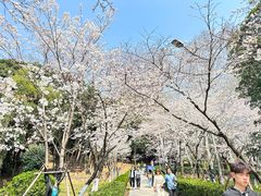 -武汉大学-樱园