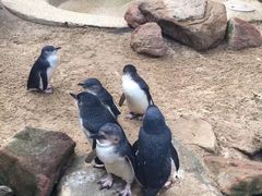 -费瑟代尔野生动物园