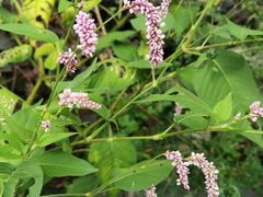 -小放牛炒菜馆(裕华万达店)
