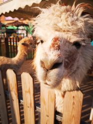 -萌宠亲子动物乐园(槐房万达店)