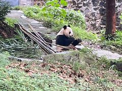 -都江堰中华大熊猫苑