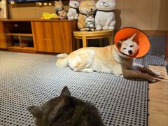 -大江户·温泉洗浴(浑南店)