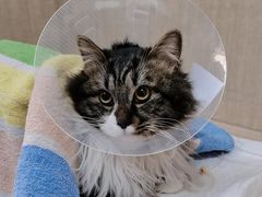-北京观赏动物医院·24小时大型综合·猫专科·异宠专科
