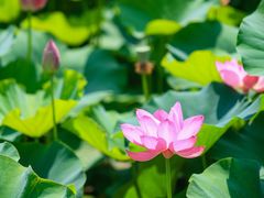 -荷塘月色湿地公园·向阳花洲