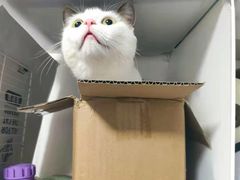 -灵美宠物诊所